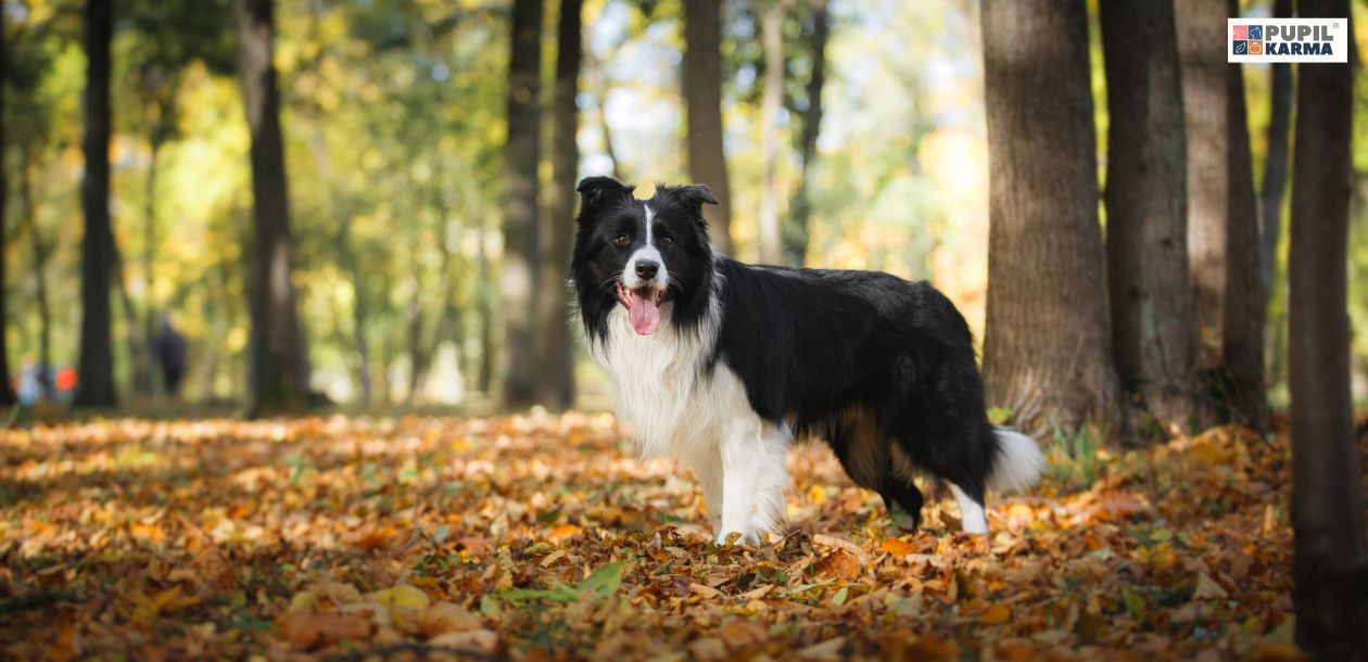 Na zdjęciu widać psa rasy border collie stojącego w lesie. Tło stanowią drzewa oraz liście leżące na ziemi, co sugeruje, że zdjęcie zostało zrobione jesienią. Pies ma długą, czarno-białą sierść i stoi z otwartym pyskiem, jakby był w trakcie zabawy lub spaceru. W prawym górnym rogu widnieje logo pupilkarma.